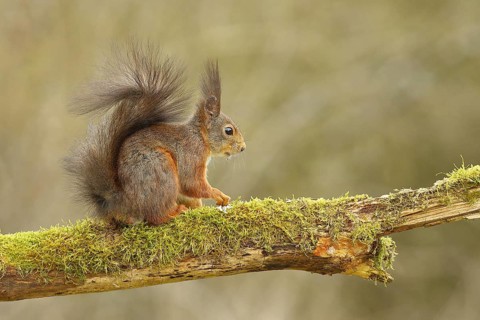 Eurasian red squirrel (Sciurus vulgaris), sitting on a branch covered with moss, wildlife, Wilden,