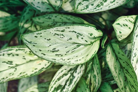 Top view of leaf of exotic 'Aglaonema Commutatum Silver Queen' houseplant with beautiful silver
