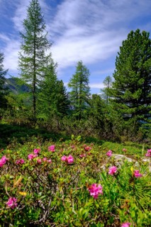 Almrausch, alpine roses on the Zirbenweg, on the Graukogel, Bad Gastein, Gastein Valley, Salzburger