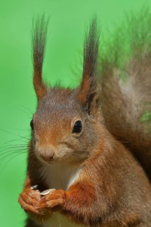 Eurasian red squirrel (Sciurus vulgaris), animal portrait, frontal view, wildlife, Wilden, North