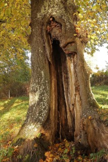 Large-leaved linden (Tilia platyphyllos) trunk with distinct hollow, Allgäu, Bavaria, Germany,
