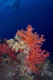 Hemprich's tree coral (Dendronephthya hemprichi), Shaab Claudia reef dive site, Red Sea, Egypt,
