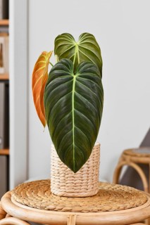Exotic 'Philodendron Melanochrysum' houseplant with long velvet leaves in basket flower pot on