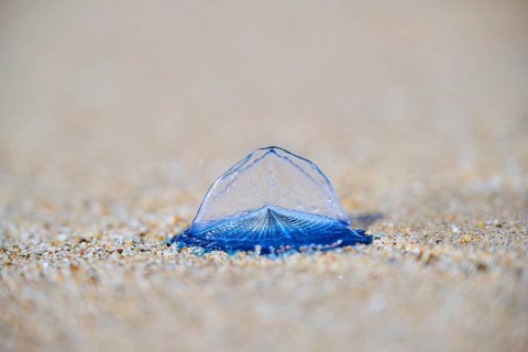 Sea (Velella velella) raft jellyfish lying on the sand on a beach, near Tarragona, Catalonia,