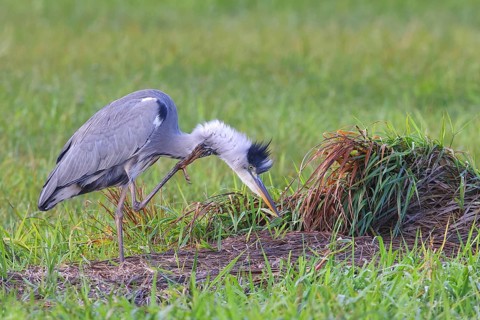 Grey heron (Ardea cinerea) Wildlife, standing in a meadow, scratching its neck, Ochsen Moor, Dümmer