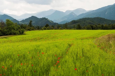 Flower meadow and mountains, near Montbrun-les-Bains, Plus beaux villages de France, Département