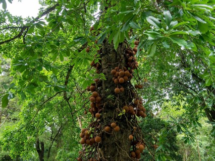 Cannonball tree (Couroupita guianensis), Kandy Botanical Gardens, Sri Lanka, Asia