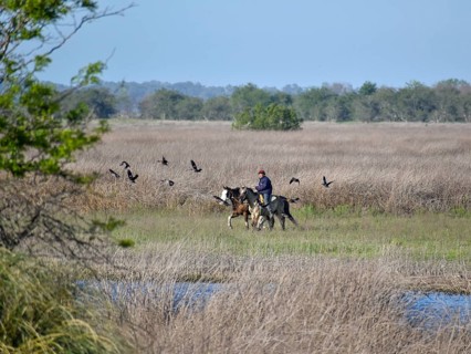 An Argentine gaucho leads his horses to the river to water them, Navarro, Buenos Aires province,
