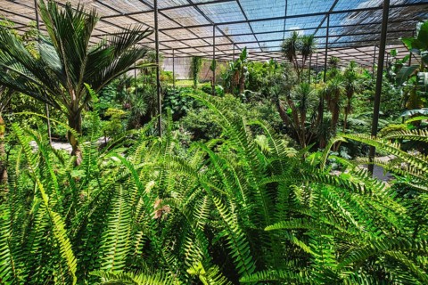 Interior view of the cold house Estufa Fria is a greenhouse with gardens, ponds, plants and trees