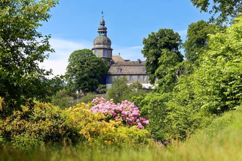 Rhododendron blossom in the castle park, created in the 18th century at the back of Berleburg