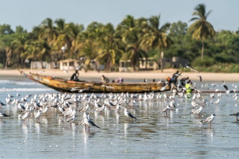 A flock of seagulls on the beach of Sanyang, Gambia, West Africa, Africa