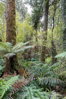Lake Matheson Trail, New Zealand, Oceania