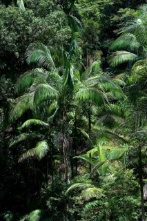 Palm trees in the Australian jungle, nature, jungle, rainforest, tropics, tropical, Nightcap