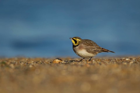 Shorelark or Horned lark (Eremophila alpestris) adult bird on a beach, Suffolk, England United