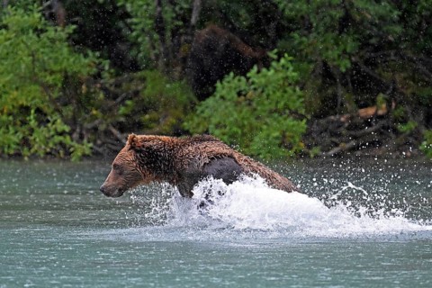Brown bear (Ursus arctos) hunting for salmon in the water, Lake Clark National Park, Alaska