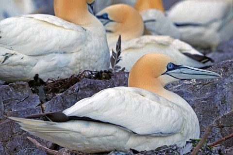 Gannets resting on rocks, surrounded by nature and other birds, in a peaceful atmosphere, Gannets,