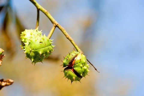 chestnuts