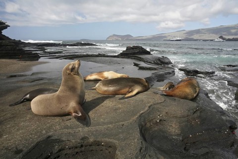 Galapagos sealions, Galápagos sea lions (Zalophus wollebaeki) on the beach of Puerto Egas on
