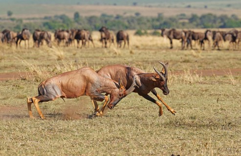 Fight between two Topi lei antelope bulls, Maasai Mara Game Reserve, Kenya, Africa