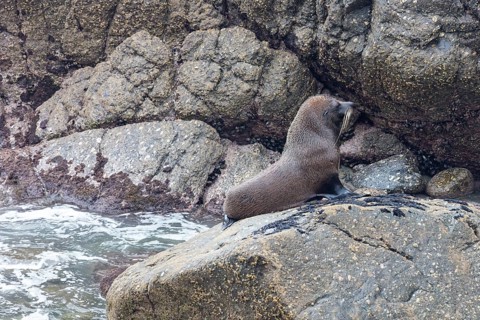 Pinnipeds (Pinnipedia), Colony, Cape Foulwind, New Zealand, Oceania