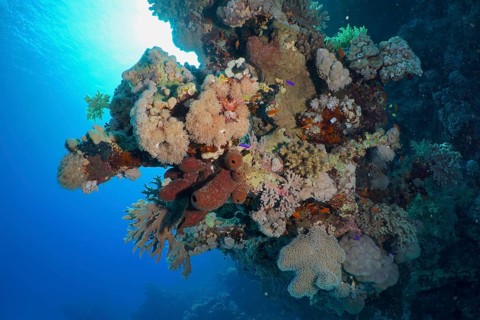 Steep wall covered with hard corals, soft corals and sponges. Dive site Shaab Claudia Reef, Red