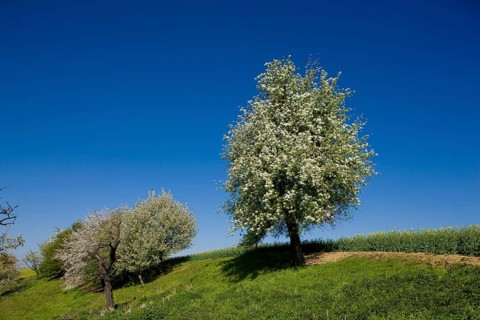 Carp tavern near Meissen, orchards in spring