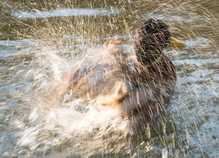 Mallard (Anas platyrhynchos), drake, male in splendid dress, bathing and splashing in the water of