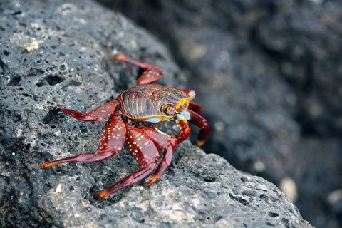 Sally lightfoot crab (Grapsus grapsus), red rock crab, abuete negro on rock, Galápagos Islands,