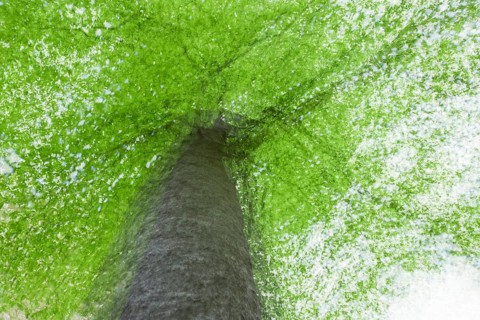 Beech tree in spring, multiple exposure, Swabian Alb, Baden-Württemberg, Germany, Europe