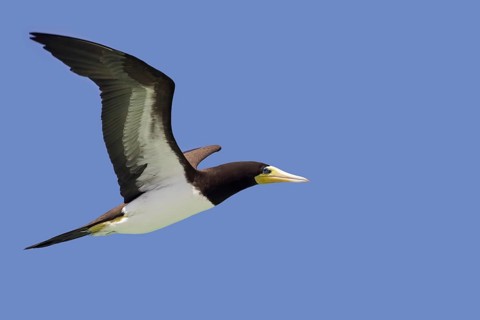 Brown booby (Sula leucogaster) in flight against blue sky