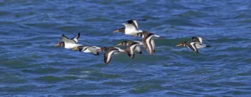 Common pied oystercatchers (Haematopus ostralegus) Eurasian oystercatcher flock flying over sea