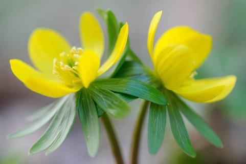 Winter aconite (Eranthis hyemalis), Emsland, Lower Saxony, Germany, Europe