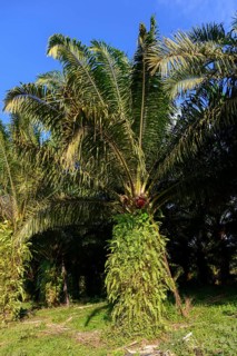 A tall palm tree stands in the centre surrounded by lush greenery under a blue sky, palm tree with