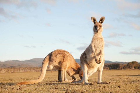 Kangaroos in Narawntapu National Park