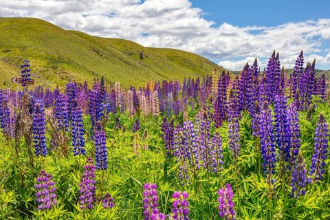 Lupins (Lupinus), New Zealand, Oceania