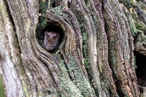 Bank vole (Myodes glareolus), Emsland, Lower Saxony, Germany, Europe