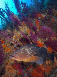 Dusky grouper (Epinephelus marginatus) (Mycteroperca marginatus) and violescent sea-whip