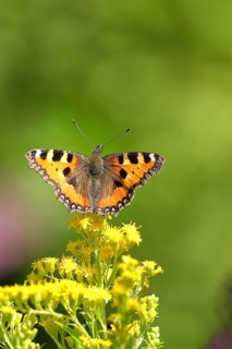Small tortoiseshell (Aglais urticae), on a goldenrod (Solidago) flower, Wilden, North