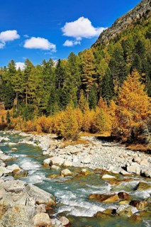 Autumn coloured larch forest (Larix), at the river Roseg, Val Roseg, Pontresina, Graubünden,