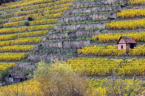 Vineyard cottage in the vineyard, landscape on the Neckar in autumn, Hofen, Stuttgart,