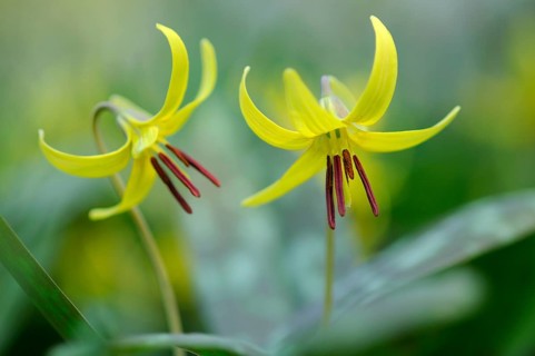 Dog's Fawn Lily (Erythronium americanum), Emsland, Lower Saxony, Germany, Europe
