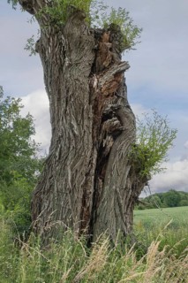 Trunk of a very old willow, Münsterland, North Rhine-Westphalia, Germany, Europe