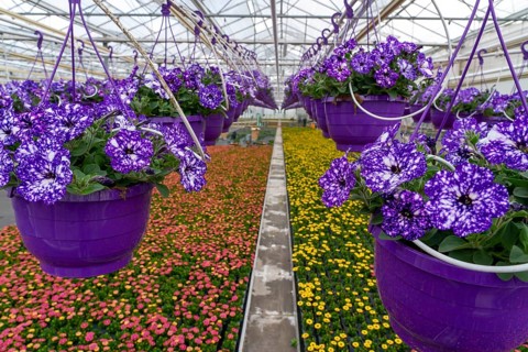 Horticulture company, flower pots, so-called petunia ampel, grow in a greenhouse, under the glass