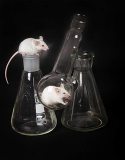 Two small white laboratory mice in the flask and on the another flask