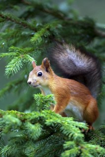 Squirrel, (Sciurus vulgaris), young animal, Finland, young animal, animal children, Finland, Europe