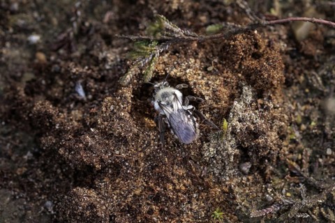 A willow sand bee in the Hohe Ward nature reserve in Münster, 08/04/2024