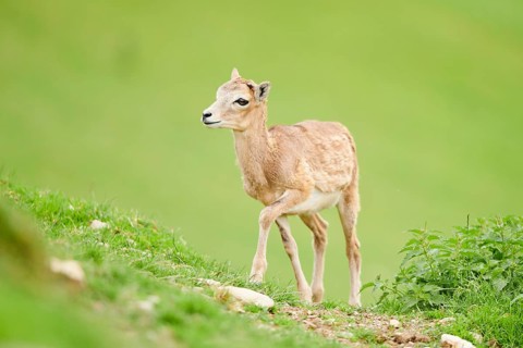 European mouflon (Ovis aries musimon) youngster walking on a meadow, tirol, Kitzbühel, Wildpark