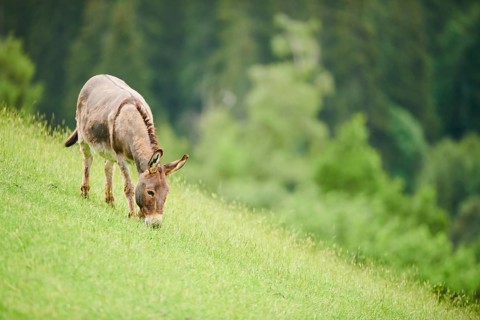 Donkey (Equus africanus asinus) standing on a meadow, tirol, Kitzbühel, Wildpark Aurach, Austria,