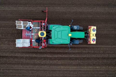 Early potatoes are placed in the soil of the field with a planting machine, Agriculture, Spring