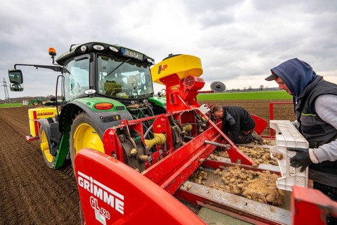 Early potatoes are placed in the soil of the field with a planting machine, Agriculture, Spring